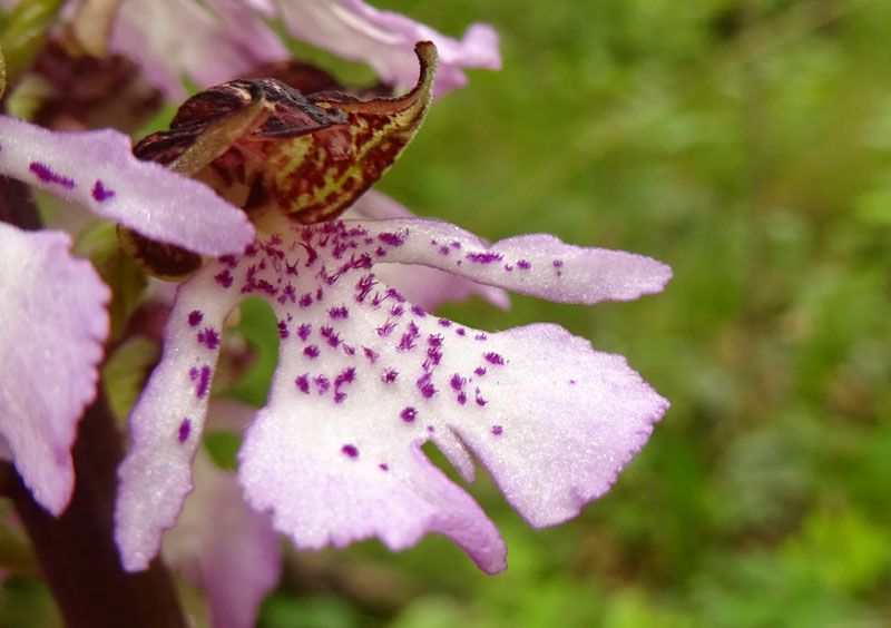 Orchis purpurea